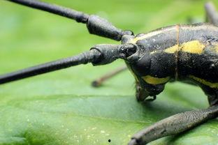 天牛哥最新爆料视频,揭秘视频背后的惊人真相！