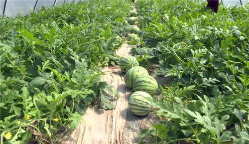 保定吃瓜最新爆料视频大全,最新爆料视频大全汇总