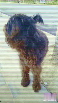 大狗最新爆料视频大全下载,揭秘热点事件背后的真相